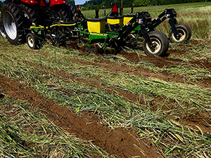 Oladoye, Christianah - Carpeting of Cover Crops Photo